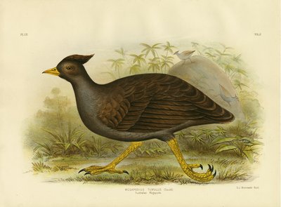 Australian Megapode, 1891 by Gracius Broinowski